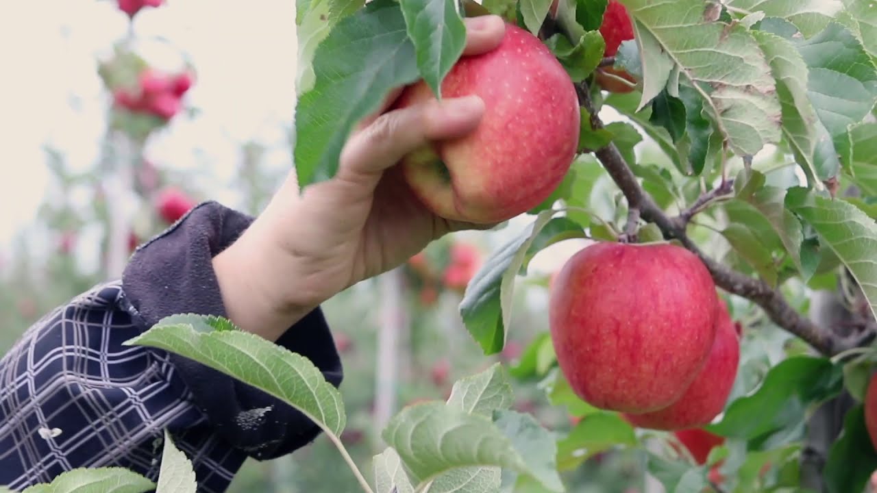 Evelina-Apfelernte (10/2020) – SALEM-Frucht GmbH & Co. KG
