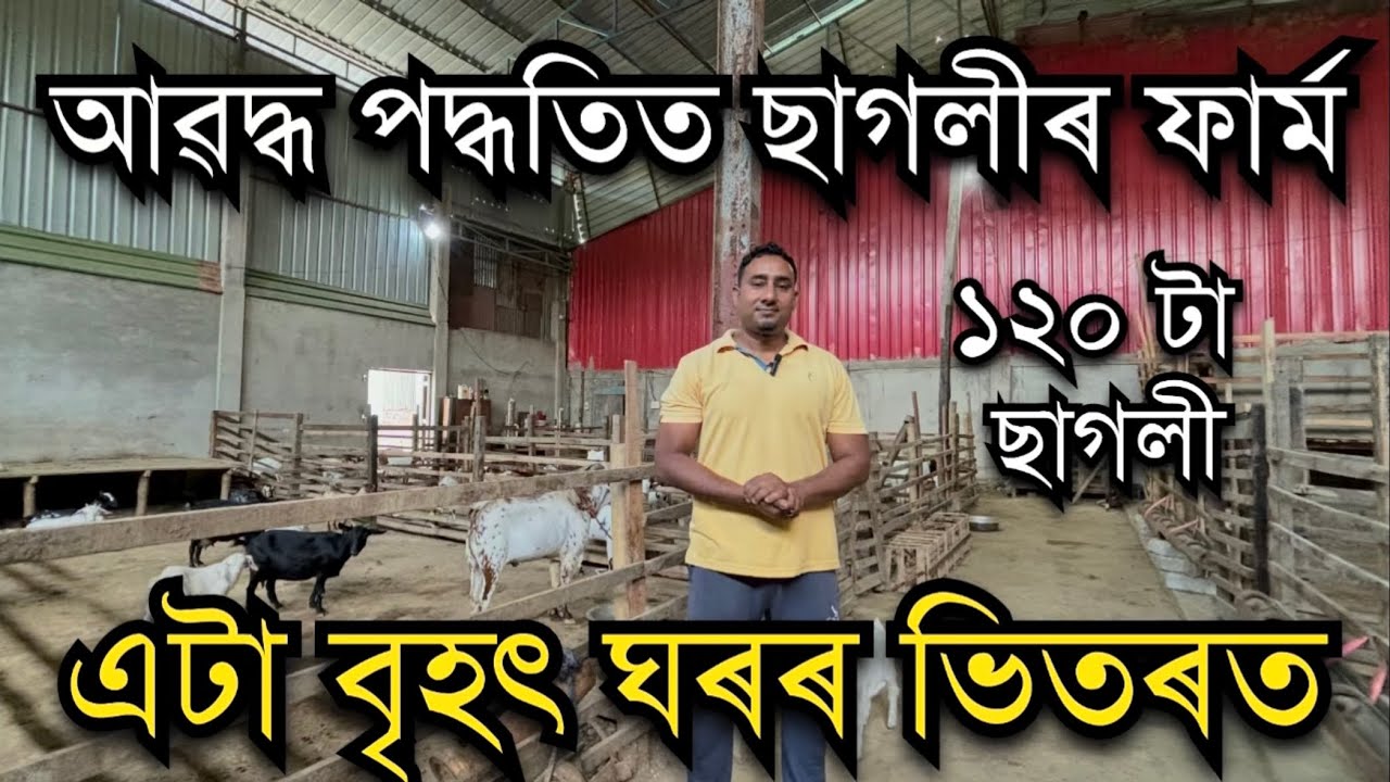 আৱদ্ধ পদ্ধতিত এটা বৃহৎ ঘৰৰ ভিতৰত ছাগলীৰ ফাৰ্ম Goat farm in Assam #goatfarm। Goat farming in Assam।