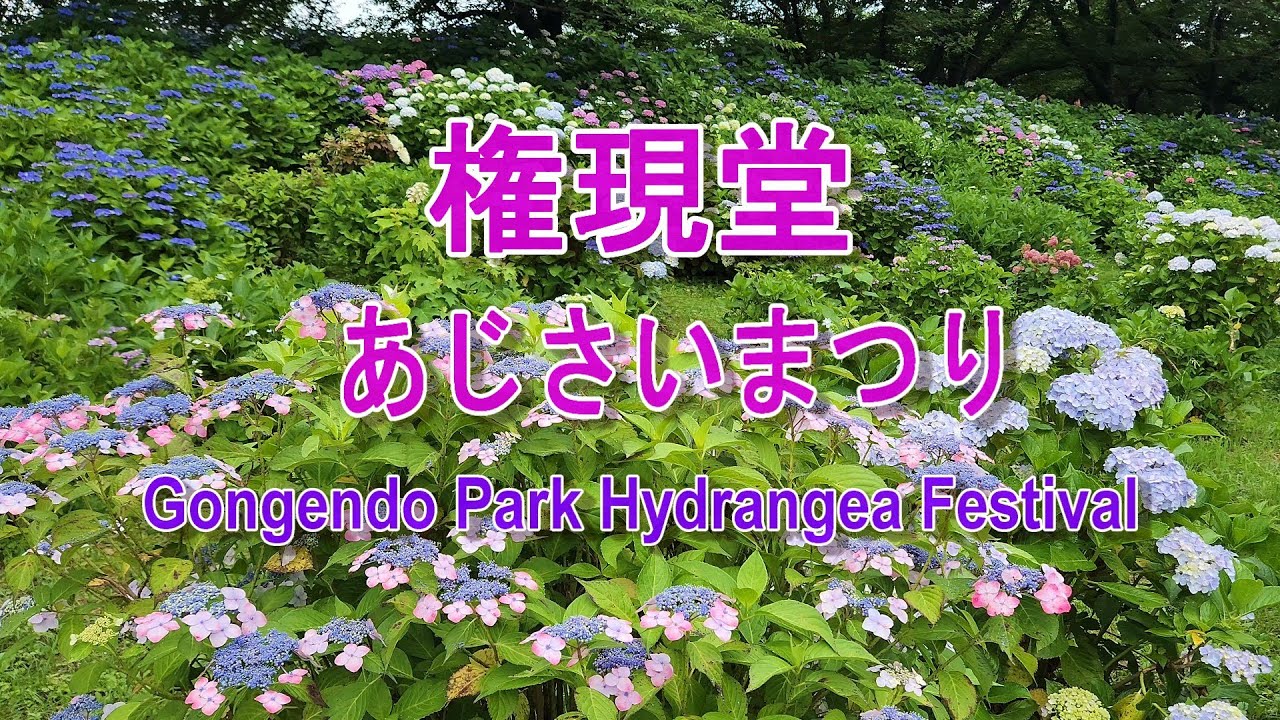 幸手権現堂公園あじさいまつり 紫陽花　Satte Gongendo Park Hydrangea Festival