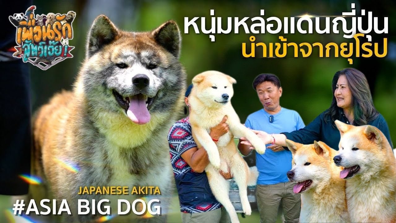 อคิตะ Akita by asia bigdog I เพื่อนรักสัตว์เอ๊ย