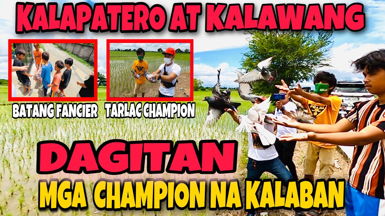 MGA BATANG FANCIER AT GRUPO SA TARLAC NAKIPAG DAGITAN | 08/01/21