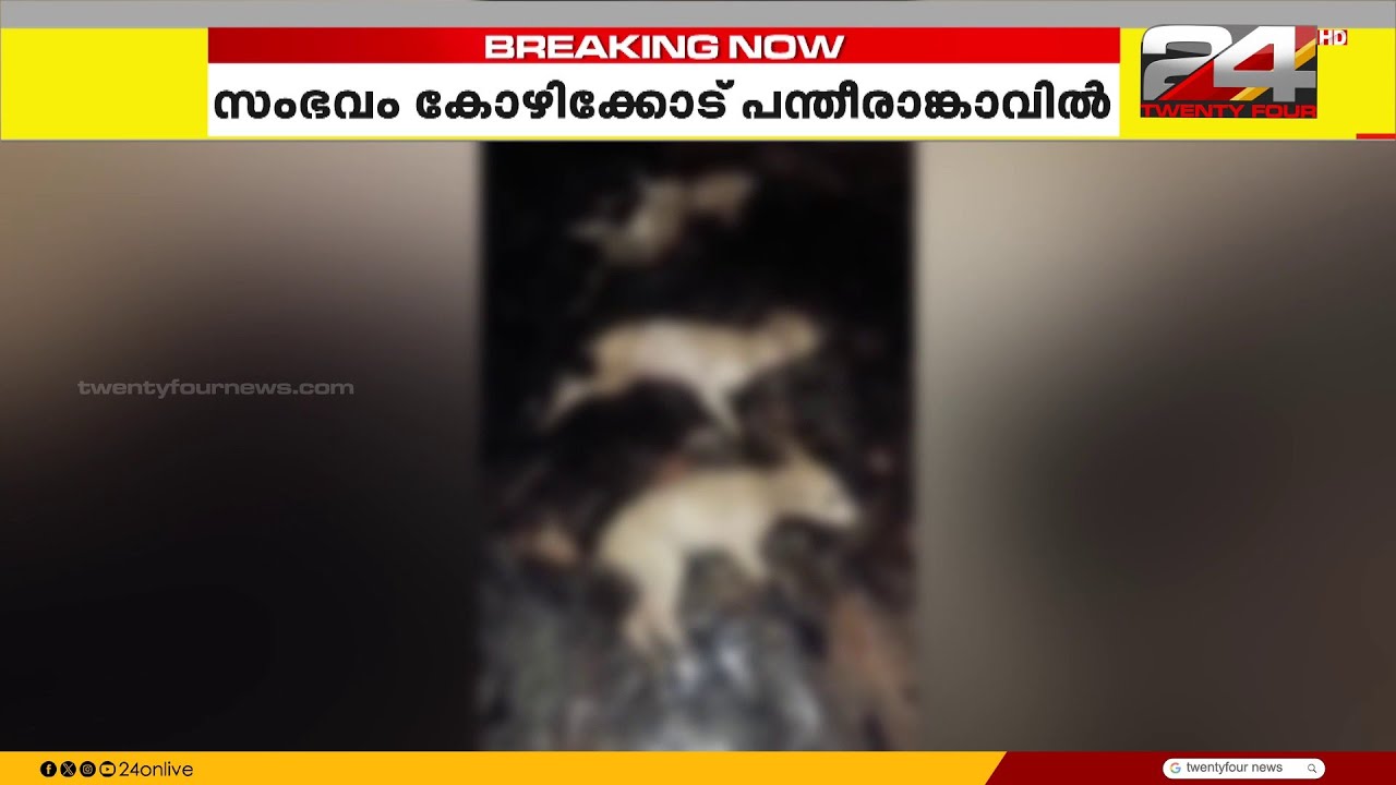 റോഡിൽ പരന്നൊഴുകിയ ടാറിൽ കുടുങ്ങി തെരുവുനായകൾ; TDRF വളണ്ടിയർമാർ സ്ഥലത്തെത്തി രക്ഷപ്പെടുത്തി