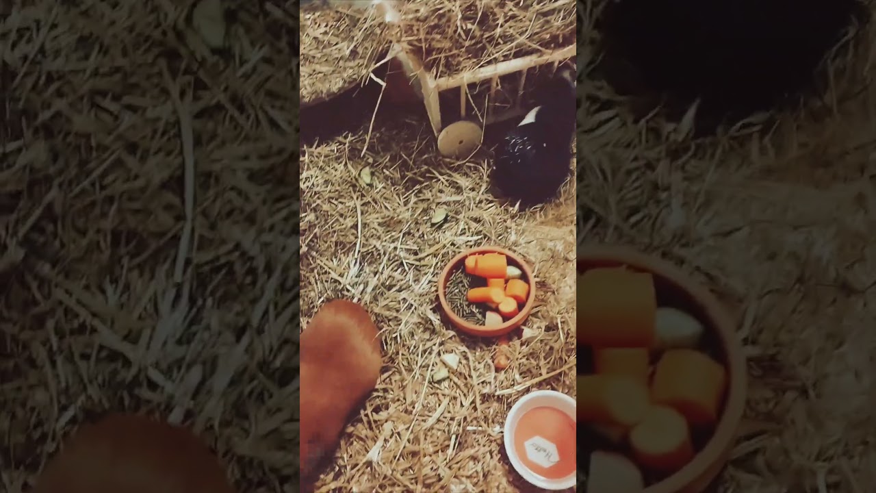 Tiervlog 🐹🐹🐹