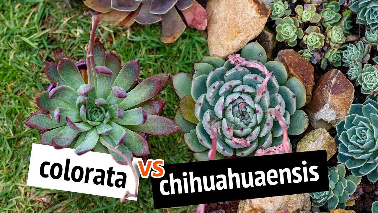 Echeveria chihuahuaensis vs echeveria colorata, telling them apart | Cerriscapedia