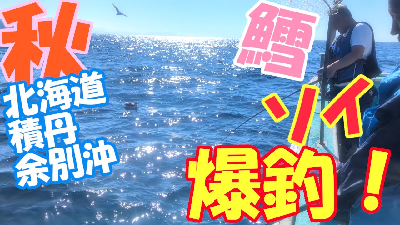 北海道積丹余別沖！鱈、ソイ、爆釣！ #北海道 #船釣り #積丹 #鱈 #ソイ #hokkaido #fishing #boatfishing #船酔い #釣り