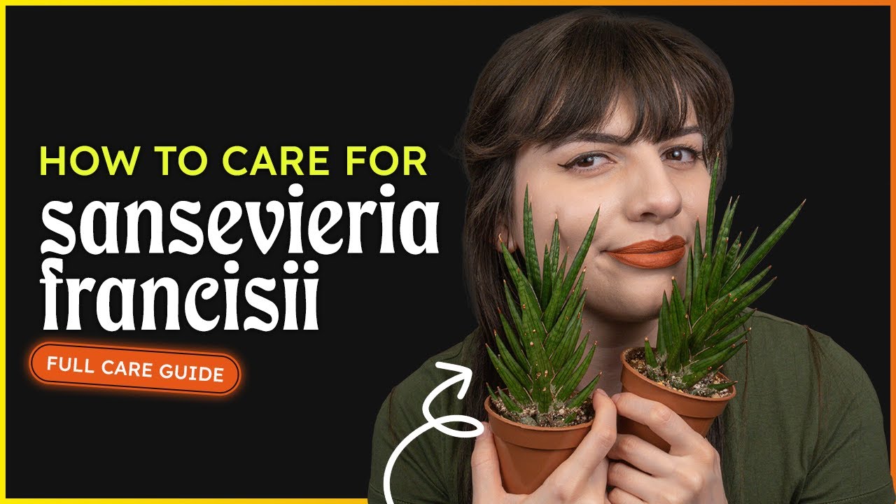 Sansevieria Francisii Care (Dracaena Francisii)