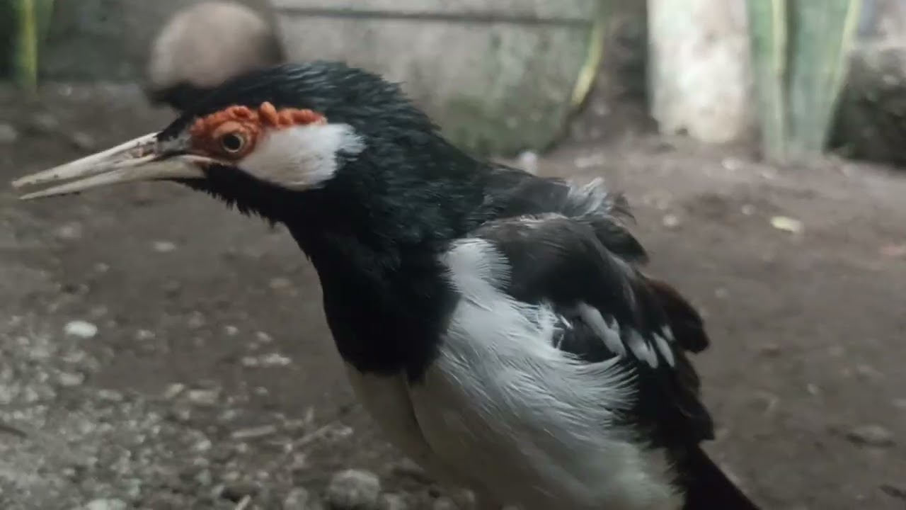 JALAK SUREN DENGAN BURUNG LAIN HIDUP BERDAMPINGAN