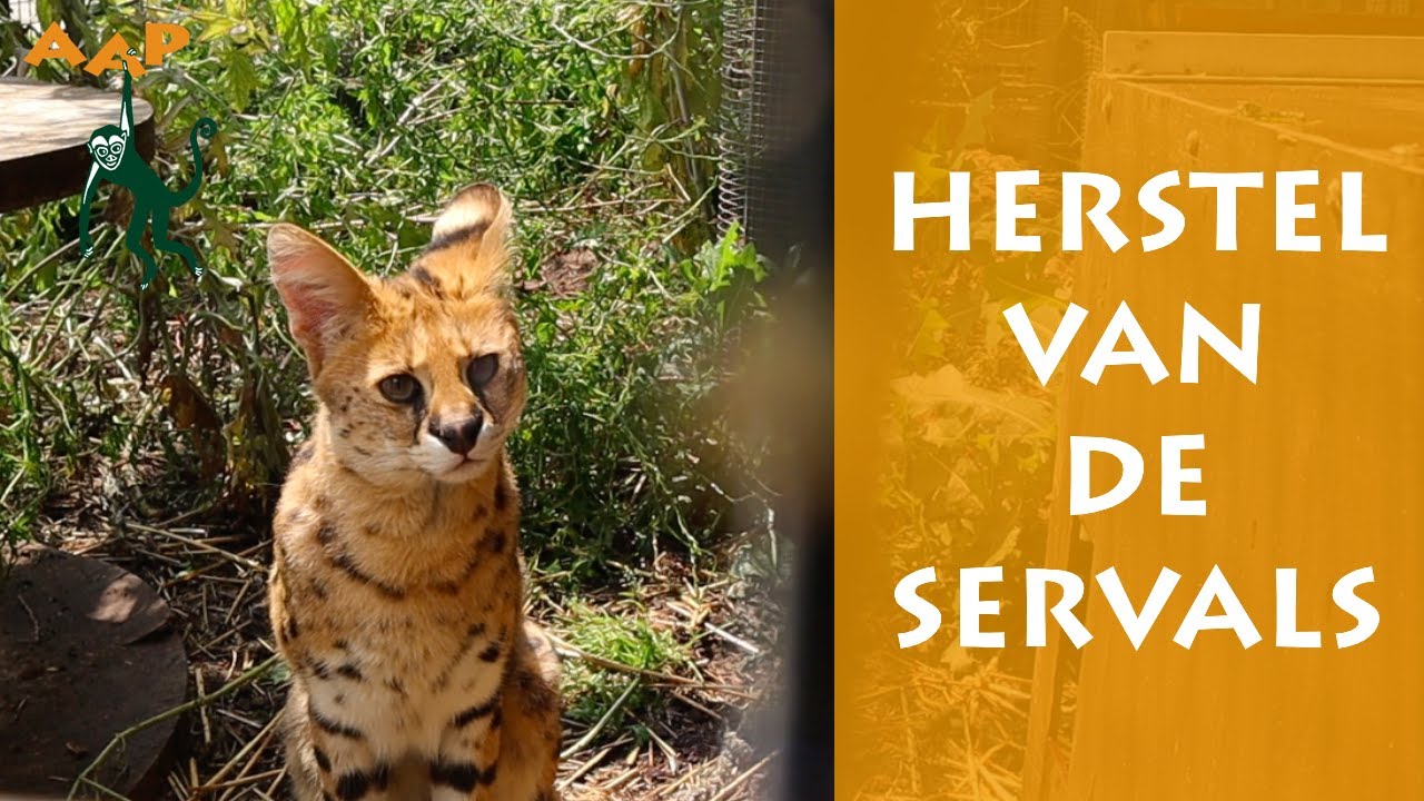Opgevangen servals aan de beterende hand - Stichting AAP