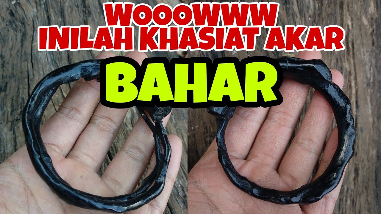 WOOOOWW.. Inilah khasiat akar BAHAR