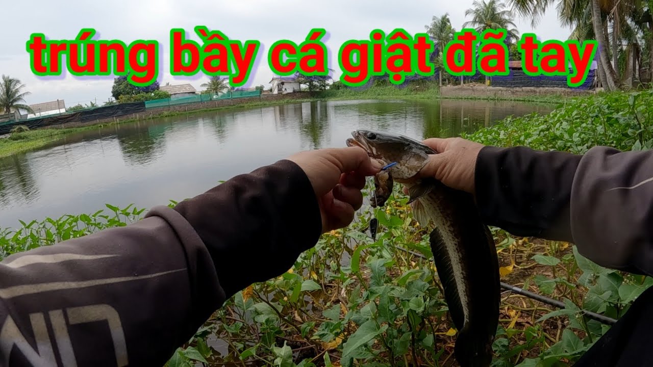 Lure ngầm nhái thật hiệu quả,cảm giác mạnh ghê