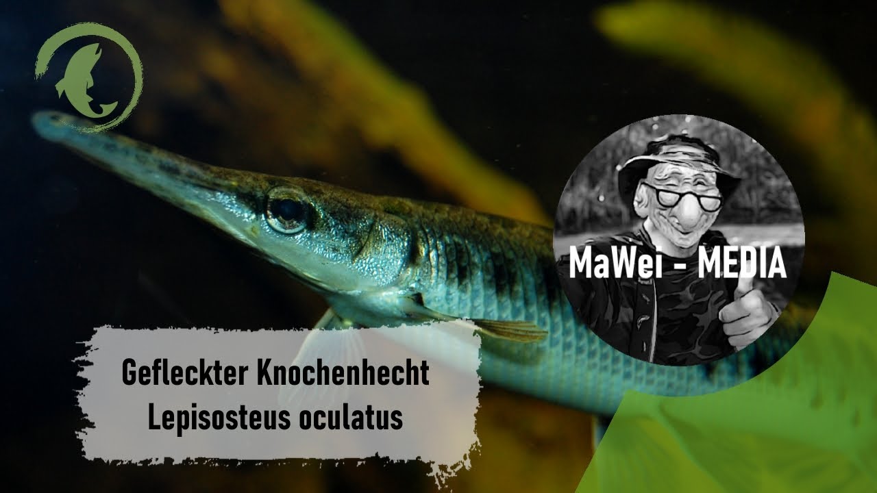 Gefleckter Knochenhecht - Lepisosteus oculatus @Zoo Duisburg