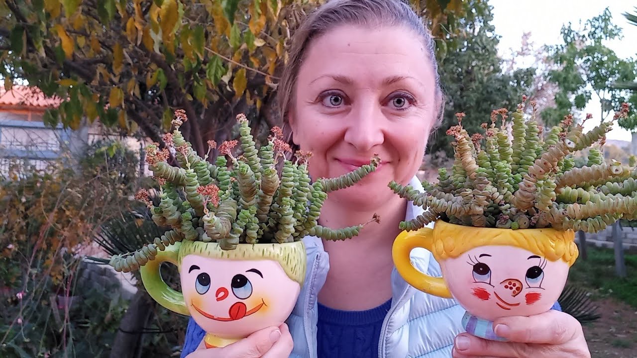 Пересаживаю Крассулу Марнье и что планирую в Новом году?! #крассуламарнье