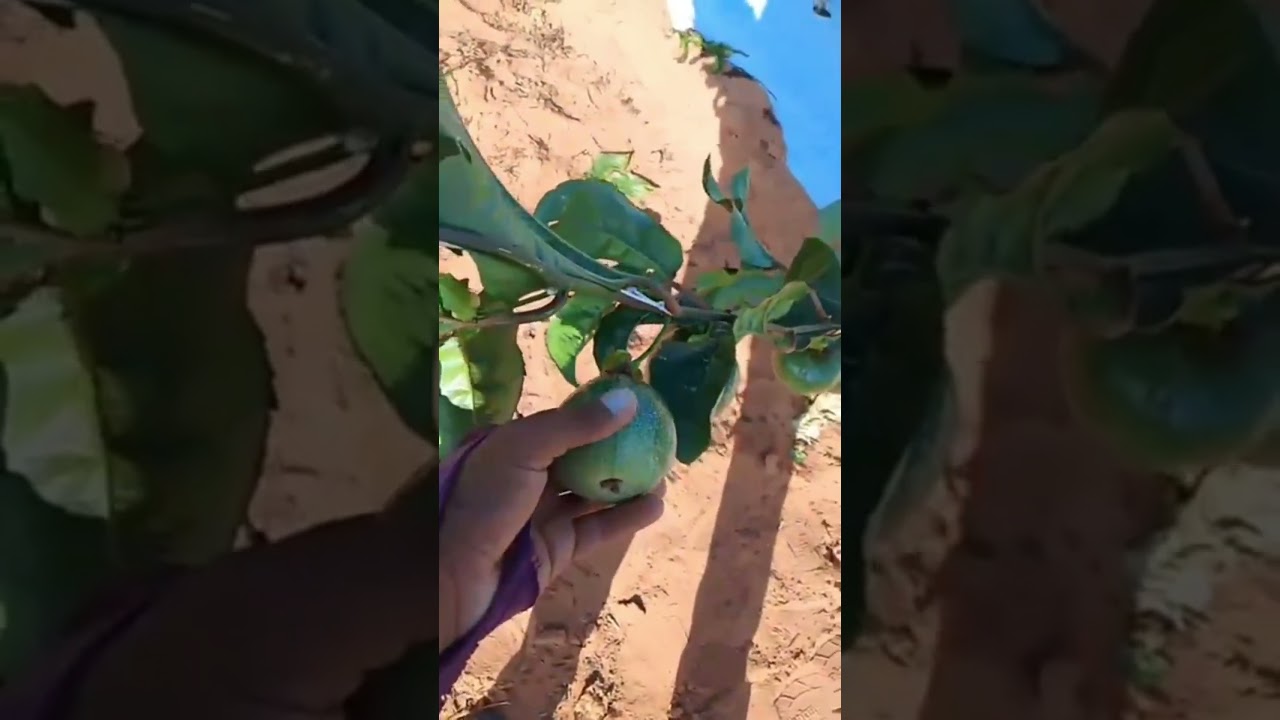 Como plantar Maracujá