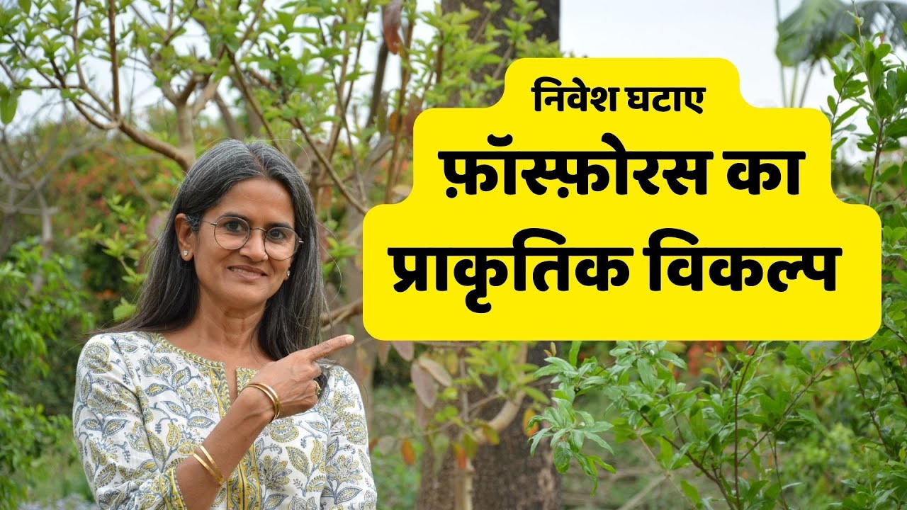 Natural source of Phosphorous | डी ए पी का प्राकृतिक विकल्प - कृषि में निवेश घटाए