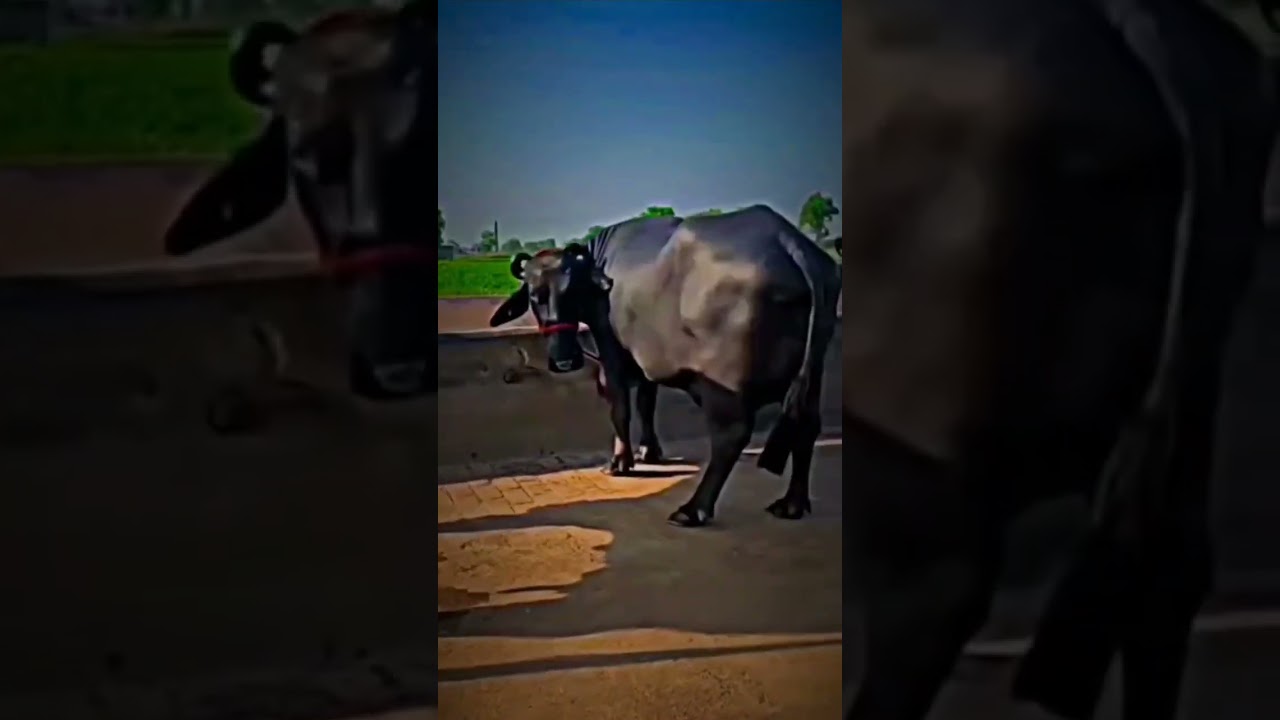 #diaryfarming #dairyherd #animals