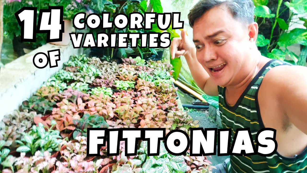 14 COLORFUL VARIETIES OF FITTONIAS THAT YOU WILL SURELY LOVE | PLANT CARE TIPS