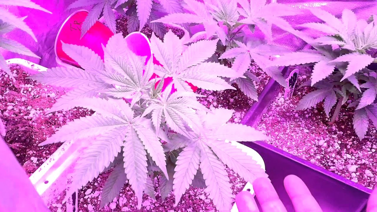 Imperial genetics