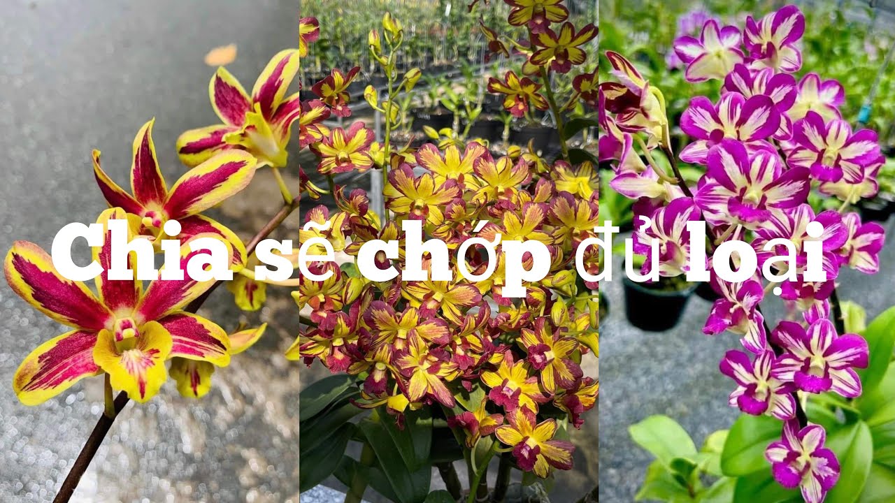Chớp trưa T4 chơi tết, 0972899855.