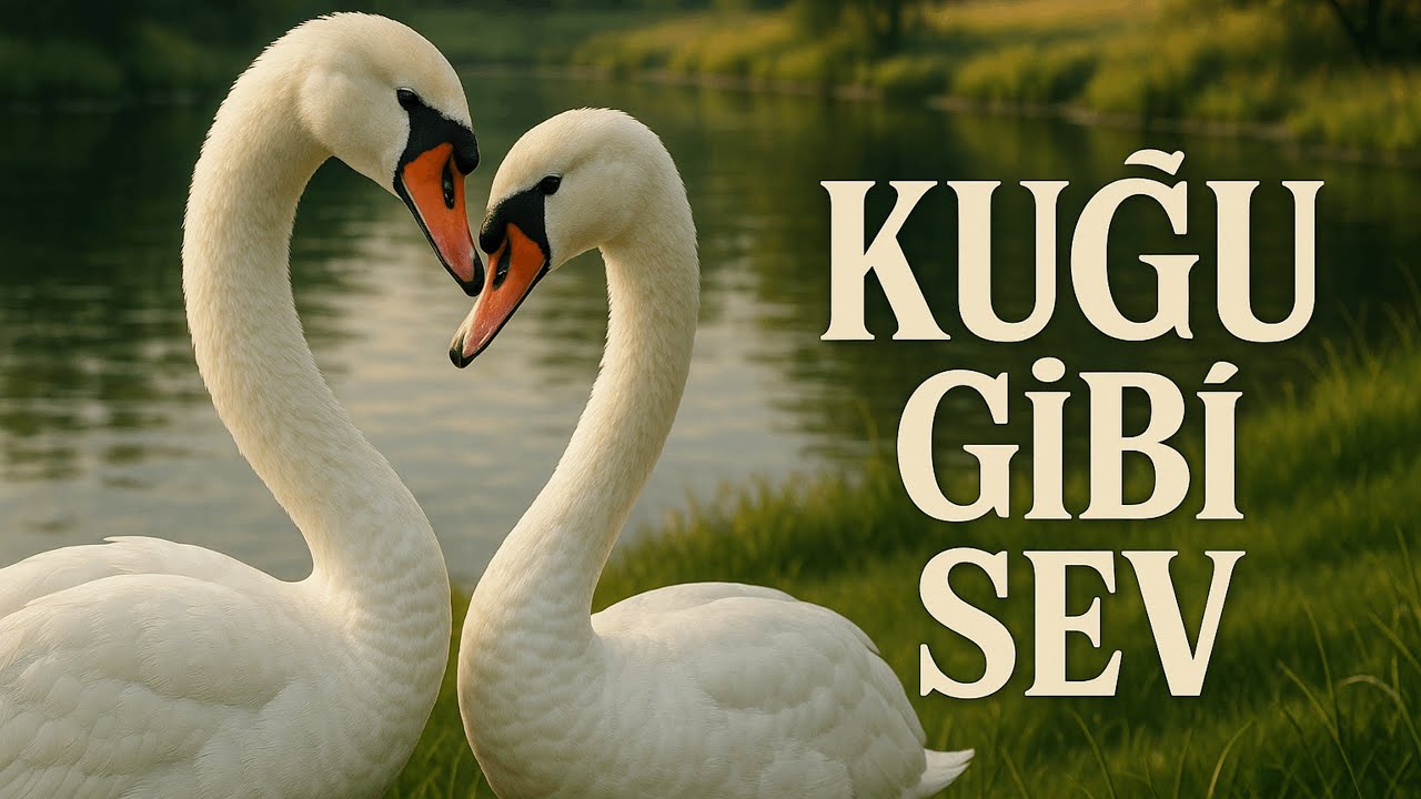 Kuğuların Büyüleyici Dünyası 🦢 | Zarafet, Sadakat ve Gücün Simgesi