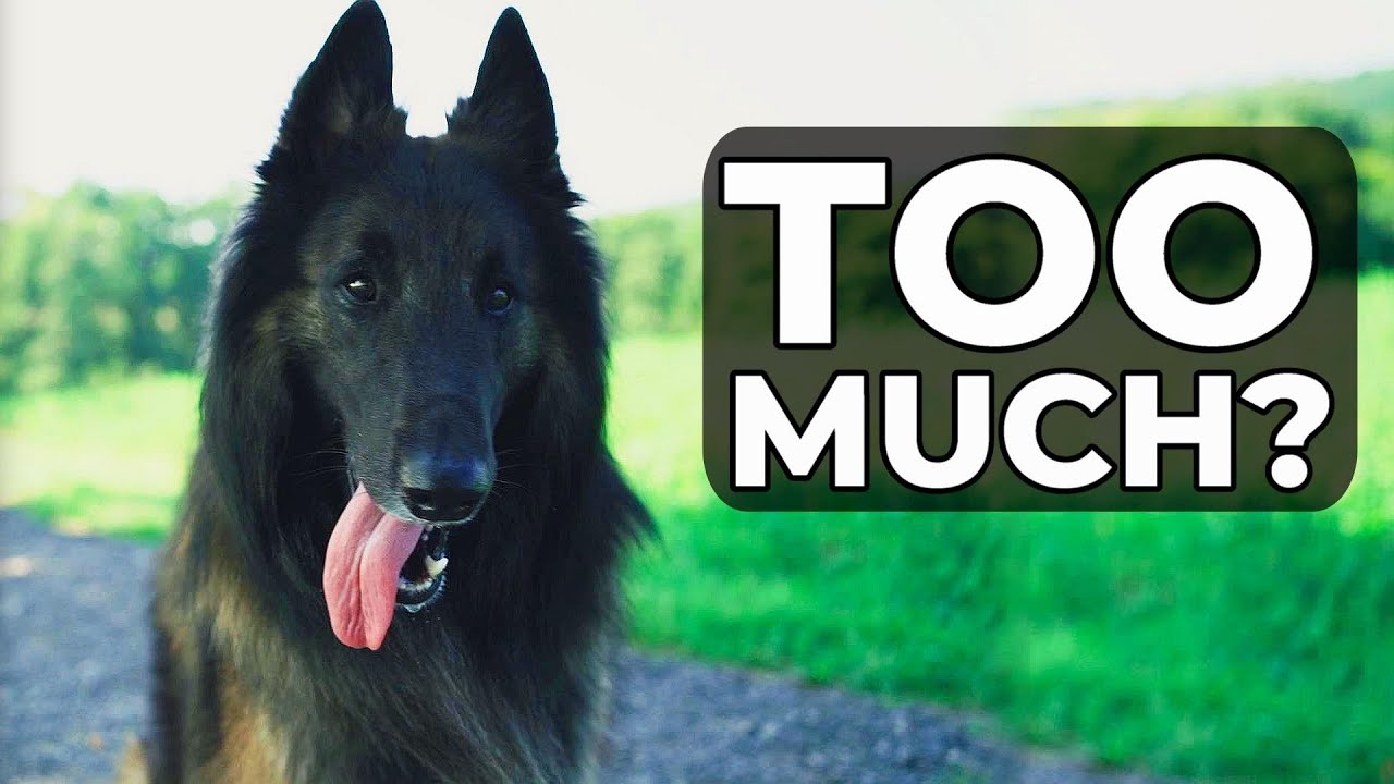 How Much Exercise Does a Belgian Shepherd Need?