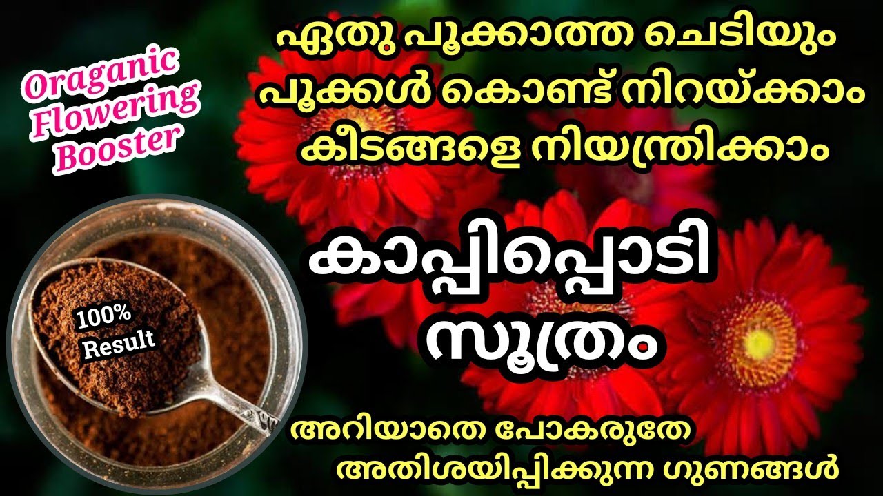 മുറ്റം നിറയെ പൂക്കാനും ചെടികൾ തഴച്ചു വളരാനും കാപ്പിപ്പൊടി സൂത്രം // Coffee Fertilizer & Pesticide