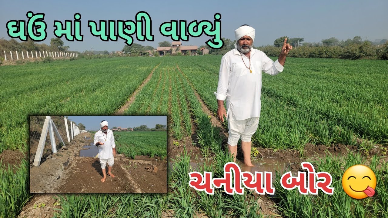 ઘઉં માં પાણી વાળ્યું | આ વર્ષે બોરડી માં બોર નો આવ્યા | village life |farmer life | farming 