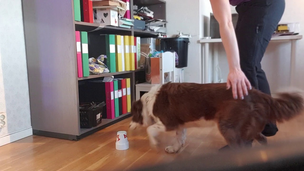 Inlärning nosework/frysmarkering