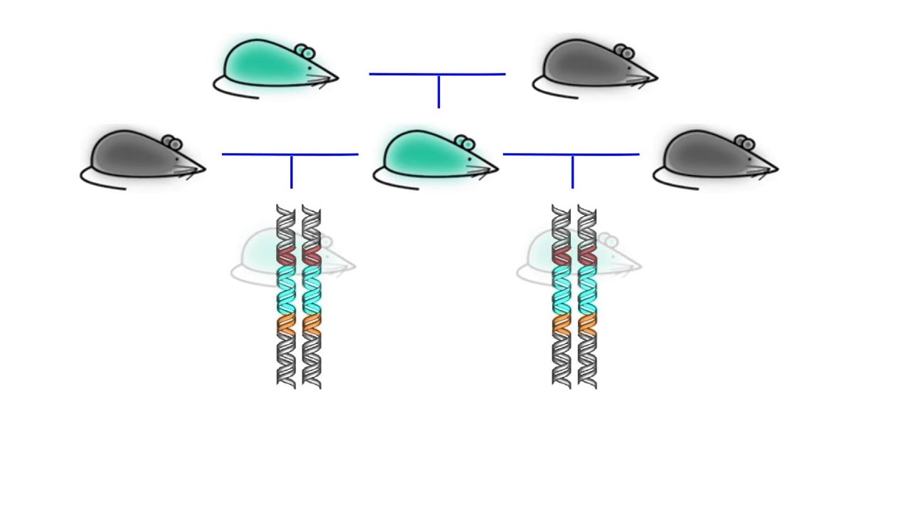 CRISPR-Cas9: Safeguarding Gene Drives