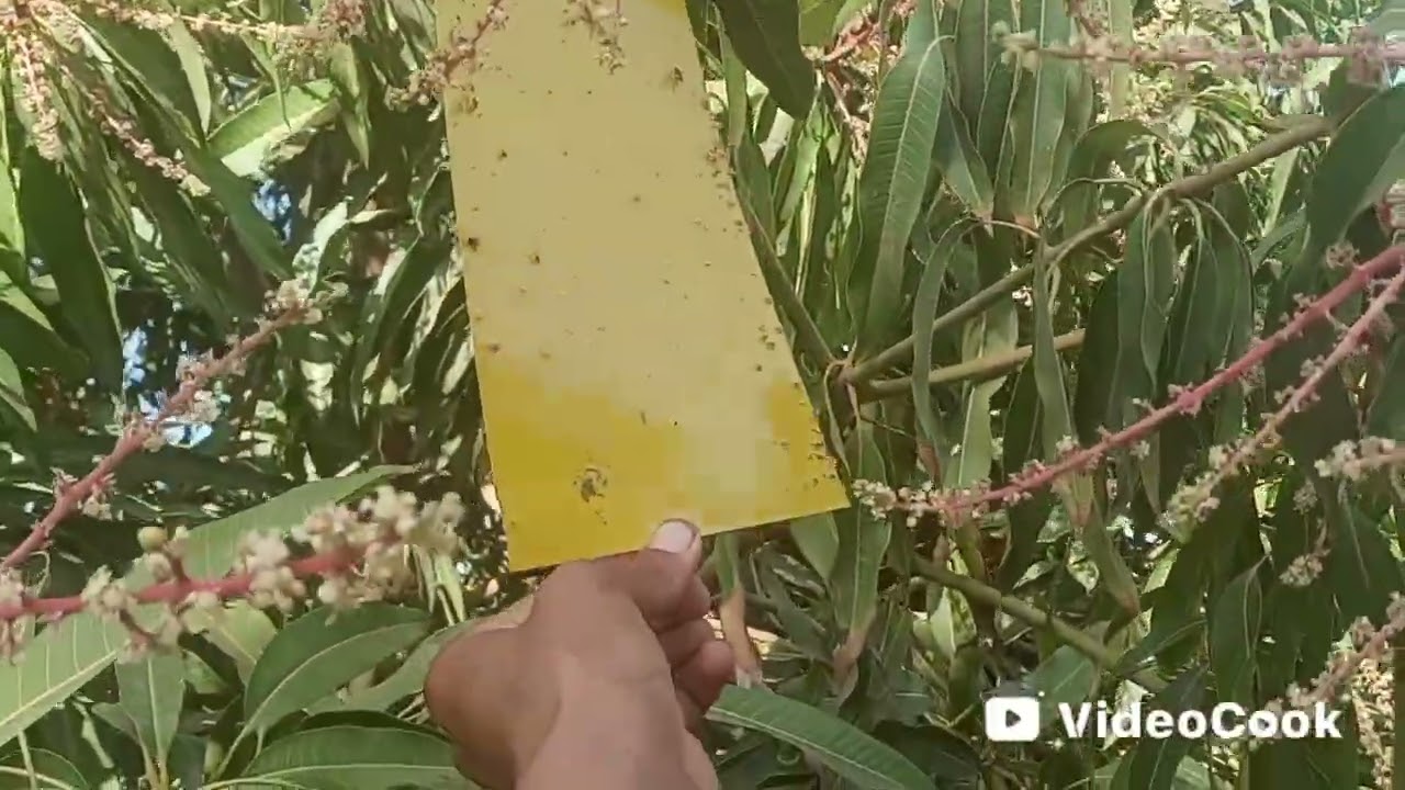 البرنامج الارشادي الزراعي.  م/نبيل الطاهوش