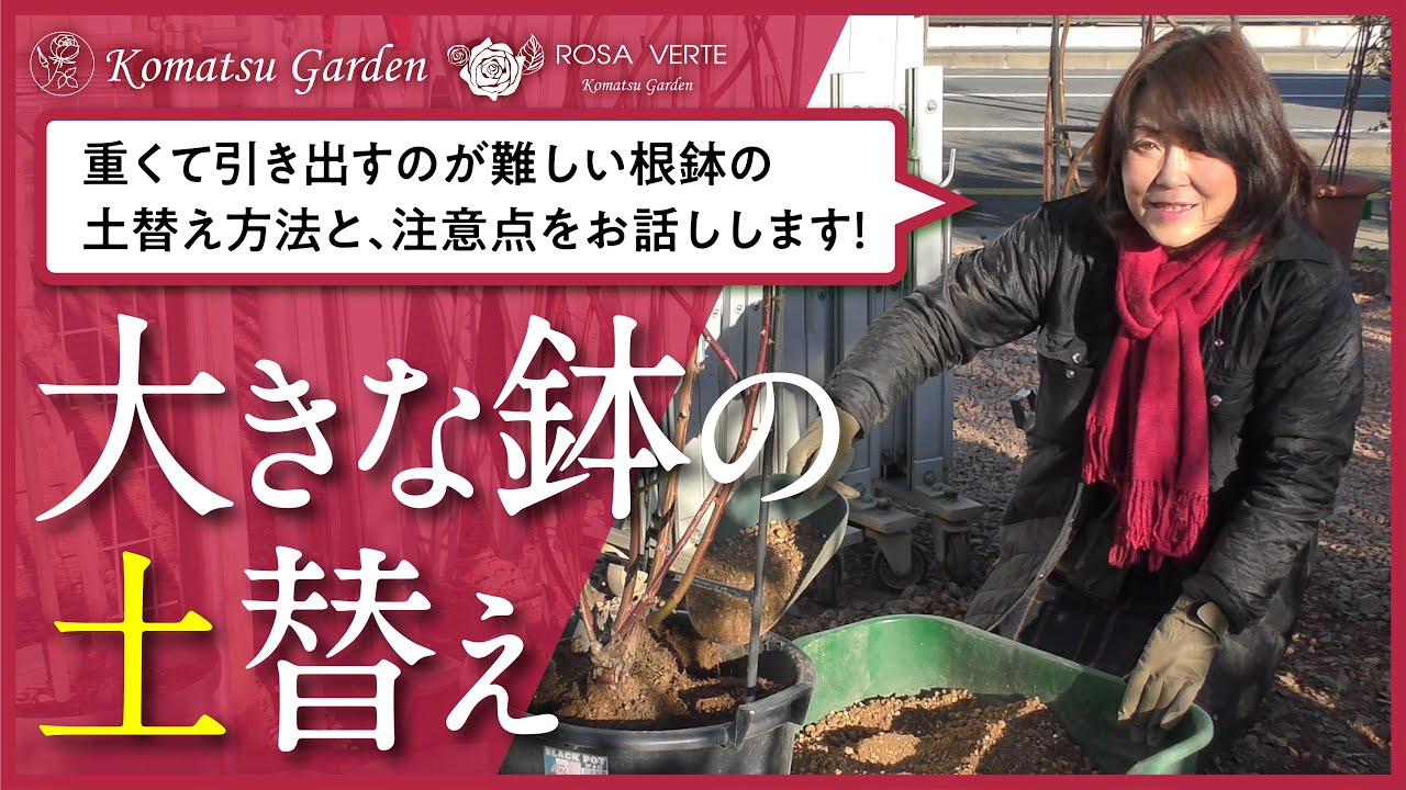 【バラの土替え】一人では動かせない大きな鉢の土替え
