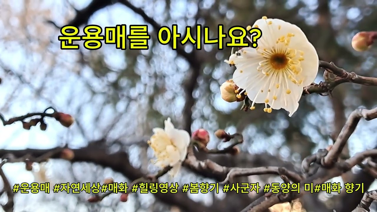 운용매를 아시나요? #자연세상 #곡선미 #매화 향기 #봄 향기 #운용매 #운용매를 아시나요?