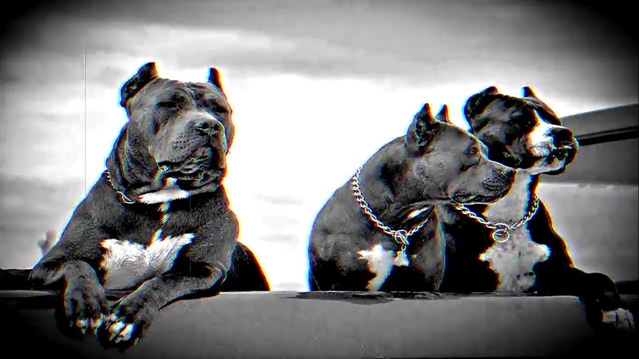Roberto Kan - Woof Woof III SUBOUT MUSIC