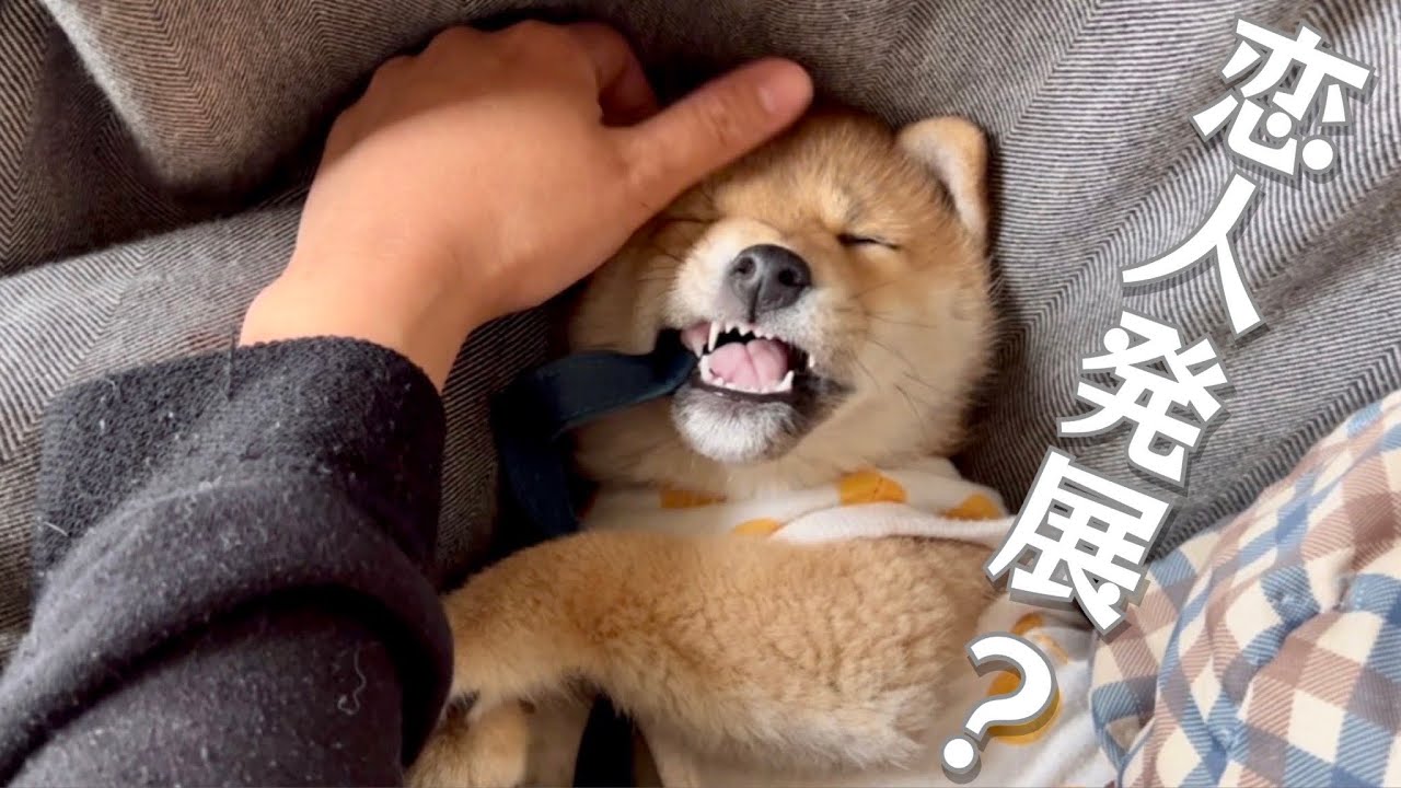 布団でウダウダある時はイチャイチャし恋人みたいな柴犬と豆柴