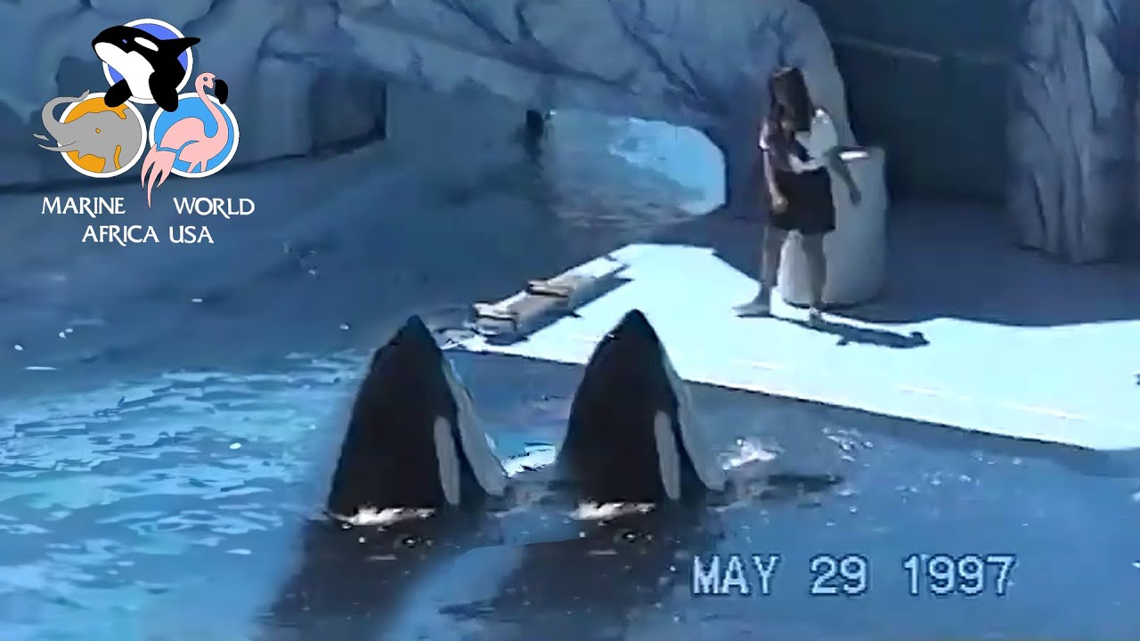 Rare 2 Killer Whale Show at Marine World Africa USA - 1997