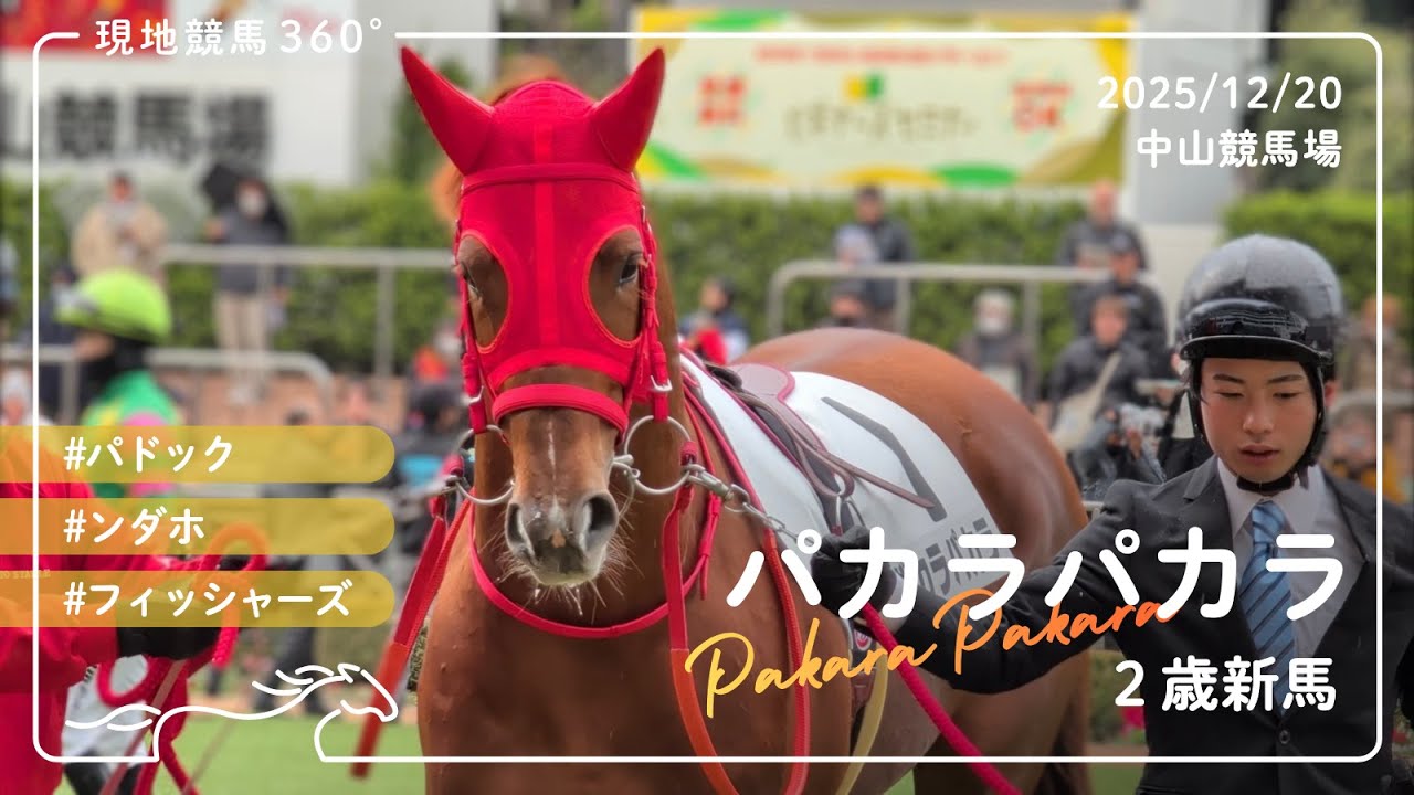 パカラパカラ | 2歳新馬 | パドック/レース | 2025/12/20 | 中山競馬場
