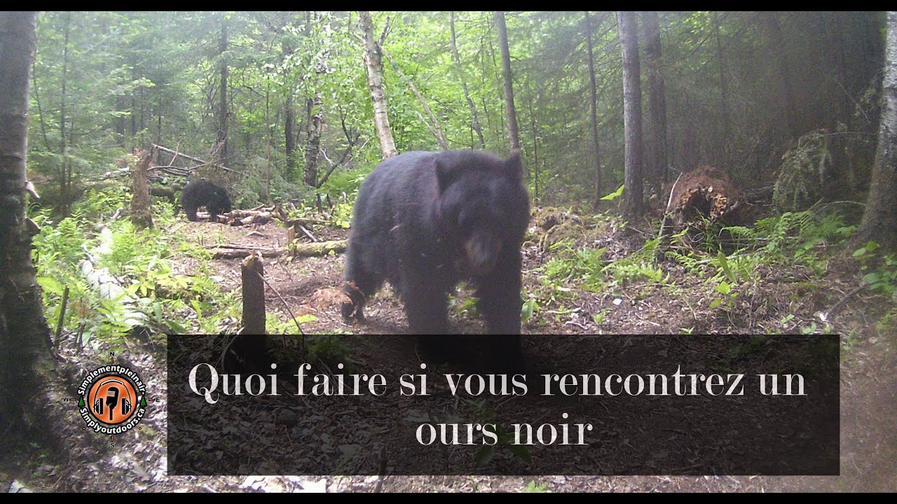 Quoi faire si vous rencontrez un ours noir