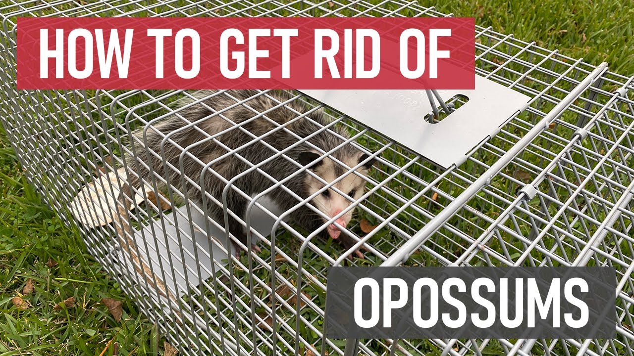 How to Get Rid of Opossums [Humane Live Animal Control]