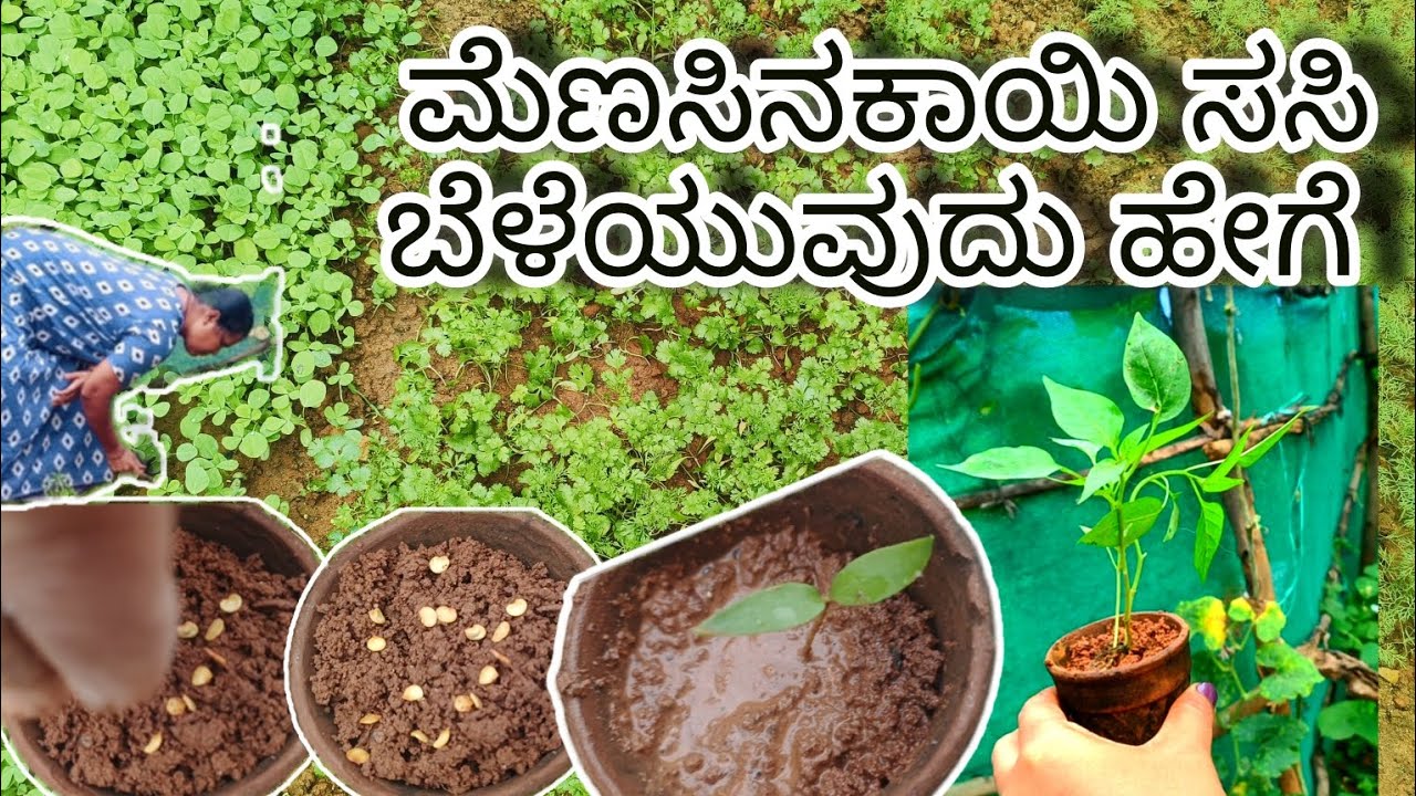 ನೀವು ಮನೇಲೇ ಮೆಣಸಿನಕಾಯಿ ಬೇಳಿಬೇಕ, ಹಾಗಾದ್ರೆ ಈ ವೀಡಿಯೊ ಫುಲ್ ನೋಡಿ😊 #subscribe #vlog #video #organic