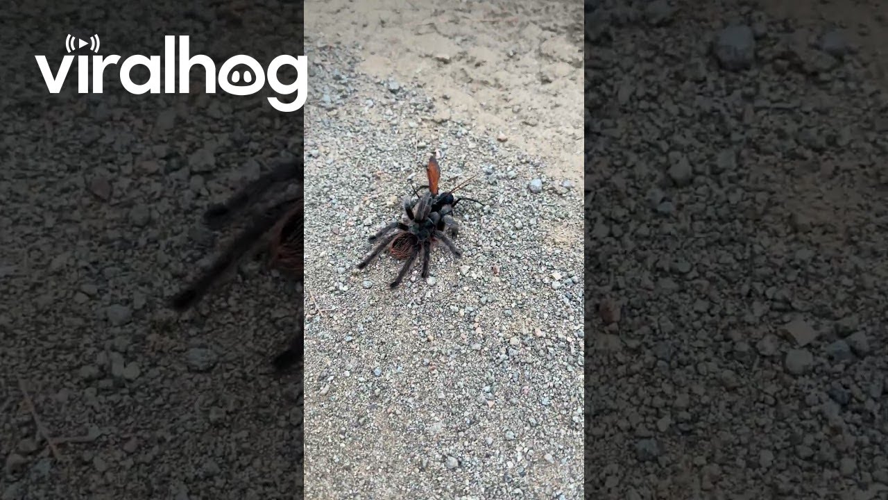 Tarantula Hawk with a Paralyzed Tarantula || ViralHog