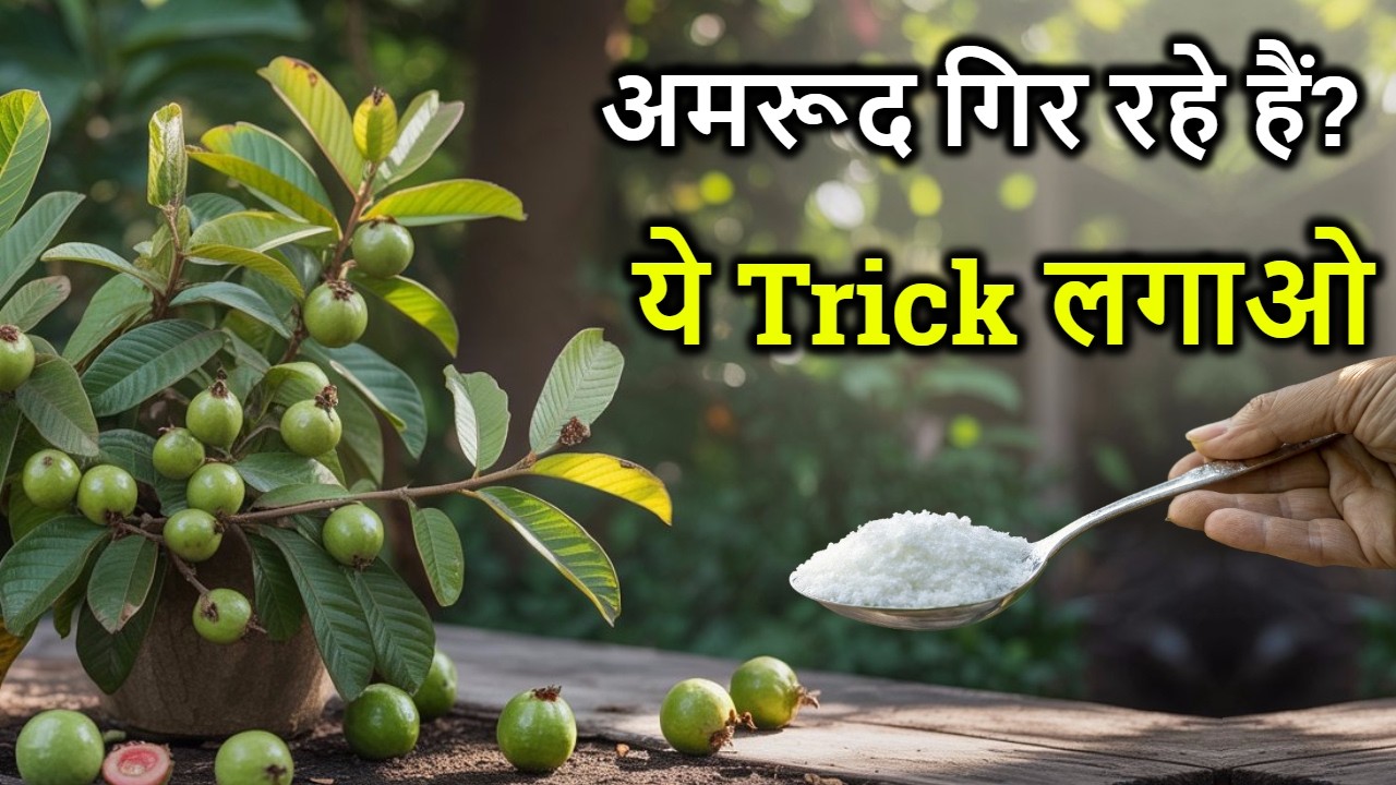 See the sure solution to why guava fruits fall! 🌱 Guava Fruit Drop Solution That Works!