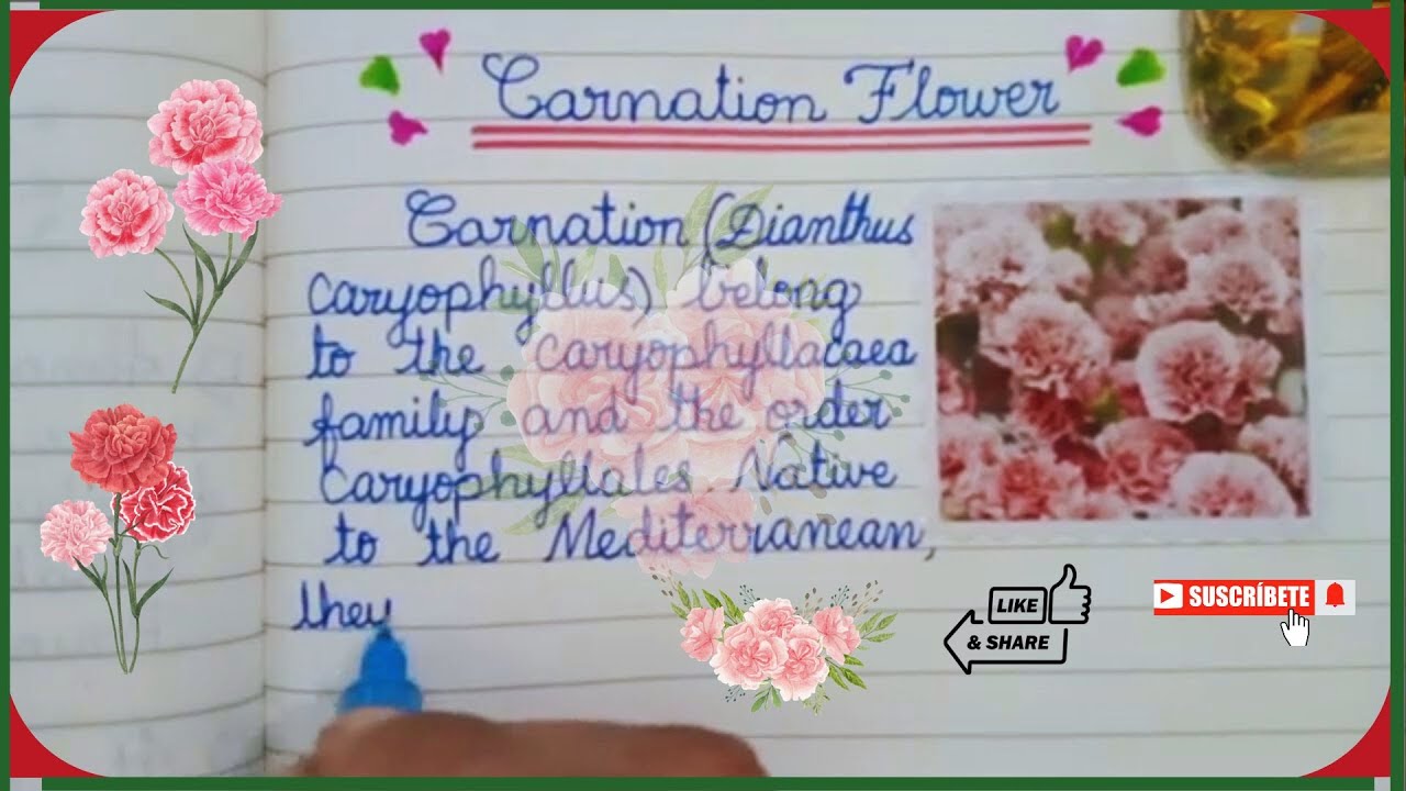 Gorgeous Carnation Flowers | Carnation  Botanical | Writing Plant Journal | Flower Plant Journaling