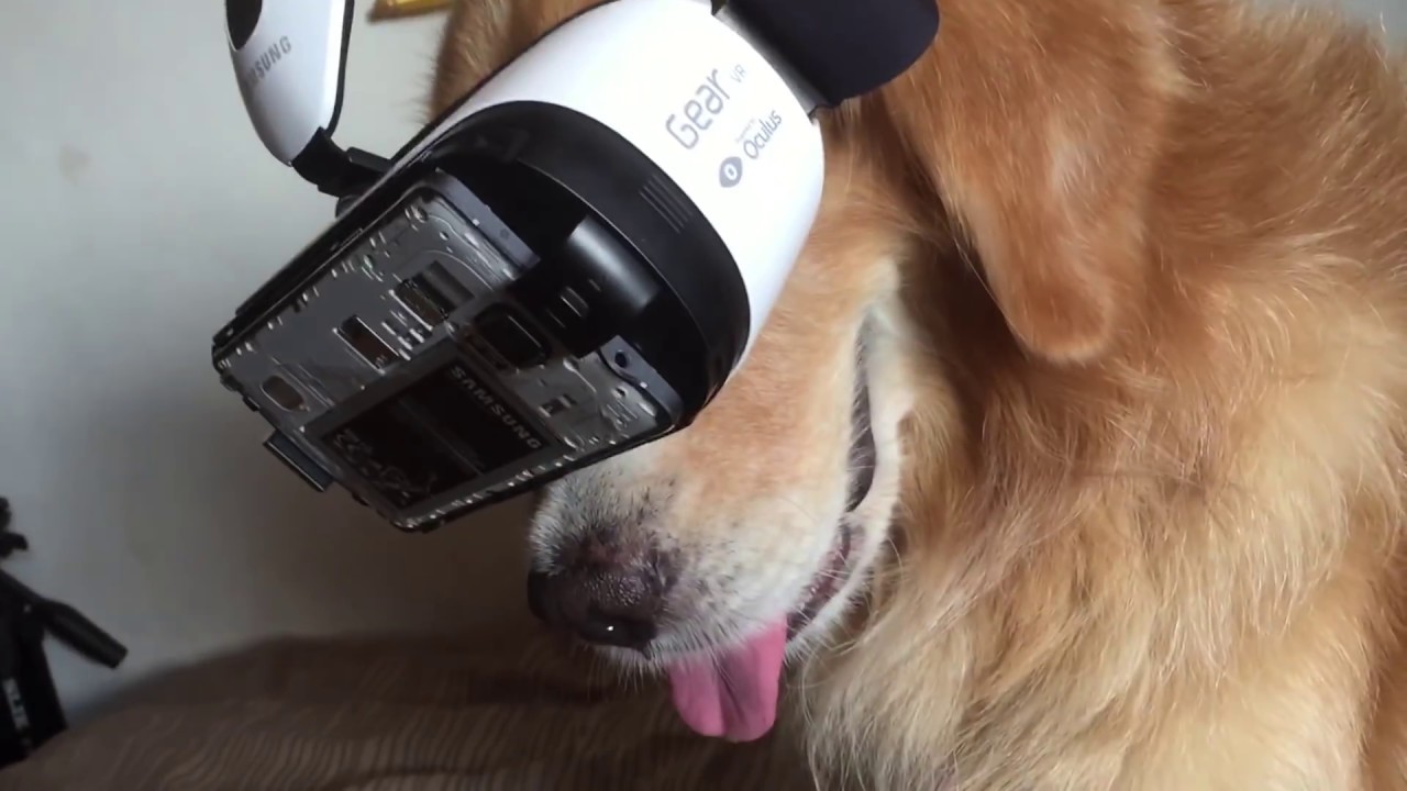 Dog Tries VR