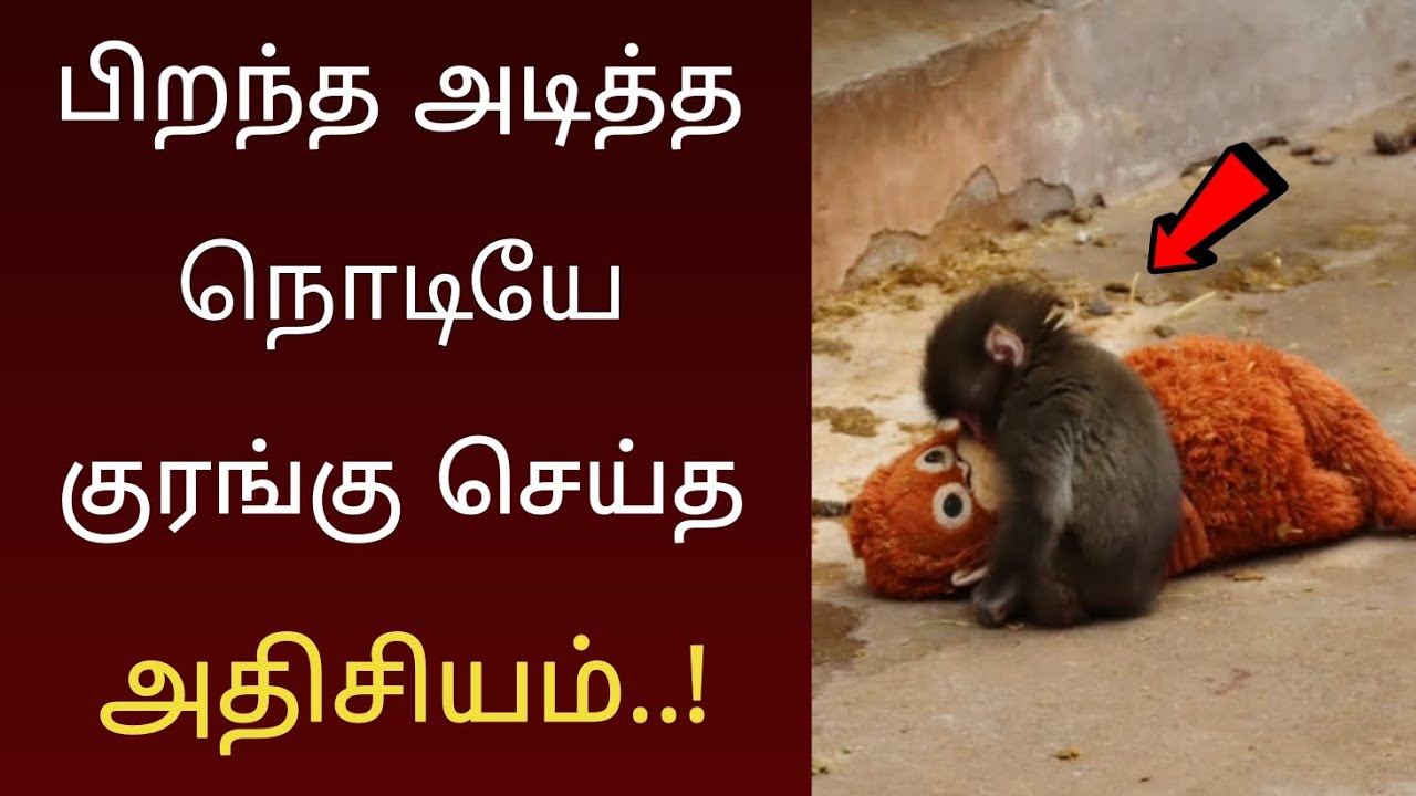 பிறந்த அடுத்த நொடியே குரங்கு செய்த அதிசியம் ! வைரலாகும் வீடியோ