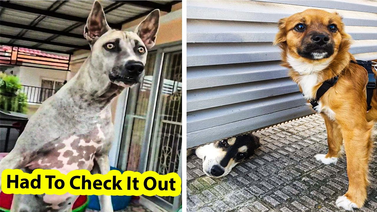 Hilarious Dog Posts To Put A Smile On Your Face