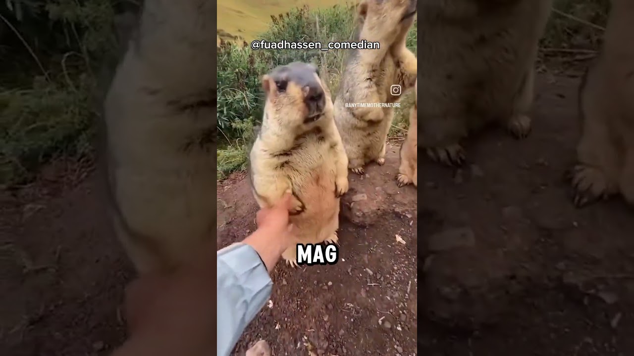 AFBLIJVEN #grappig #lachen #marmot #dieren #stemmetjes #imitaties #voiceover