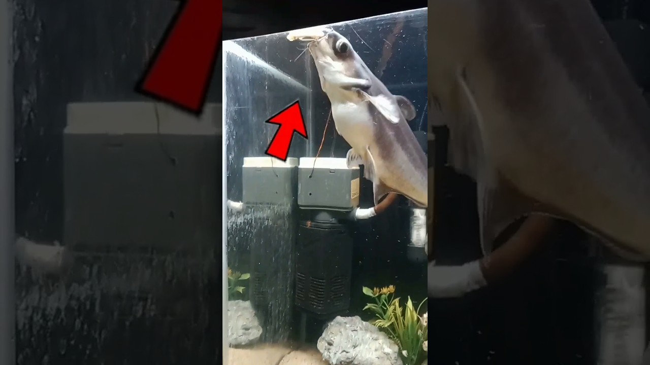 my khunkhar fish... 😱 