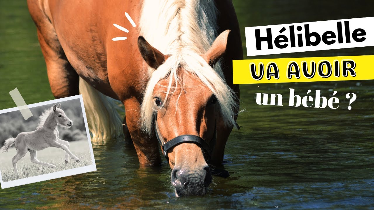C'est pour quand la CARRIÈRE ? LE SAUT D'OBSTACLE ? Quand est-ce que LILI VA POULINER ? *on répond*