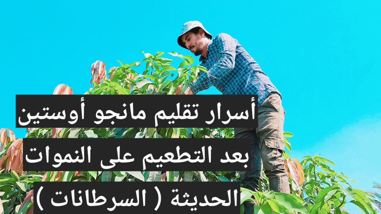 أسرار تقليم مانجو صنف أوستين بعد التطعيم على النموات الحديثة ( السرطانات )