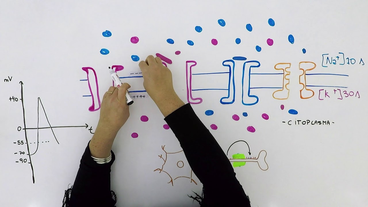 Impulso nervioso  | Biología | Sistema Nervioso | V7 | Egg Educación