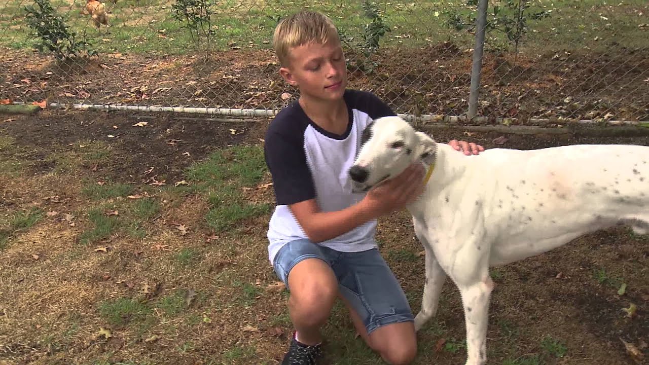 Adoption day at the GAP kennels